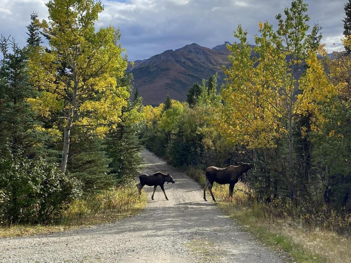 Denali Park View Family Log Cabin 外观 照片